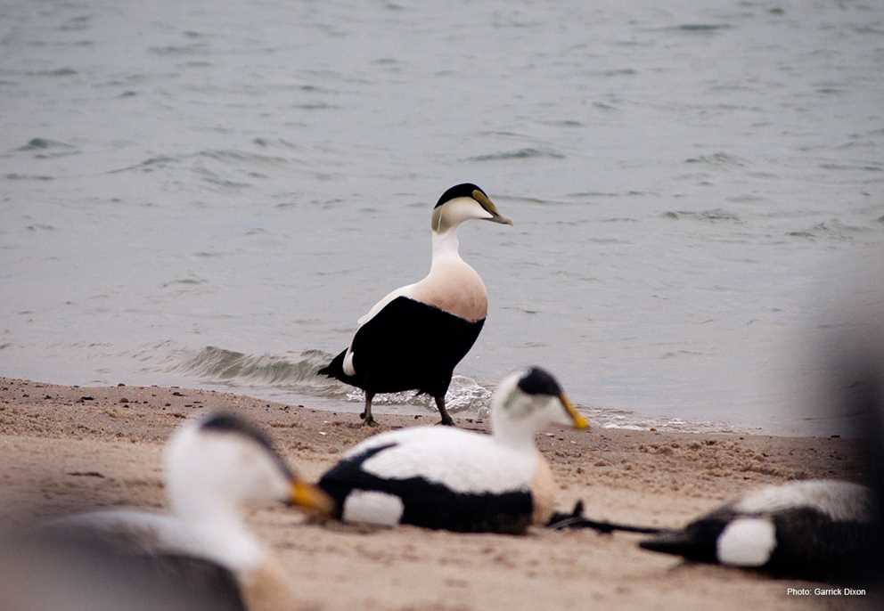Common Eider Image